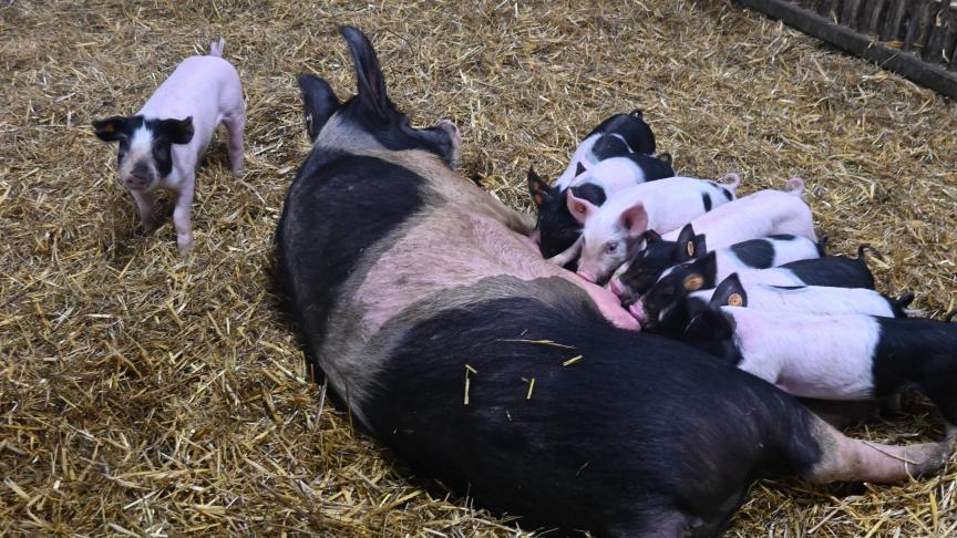 Le nombre de bêtes reproductrices a diminué de 1,1%.