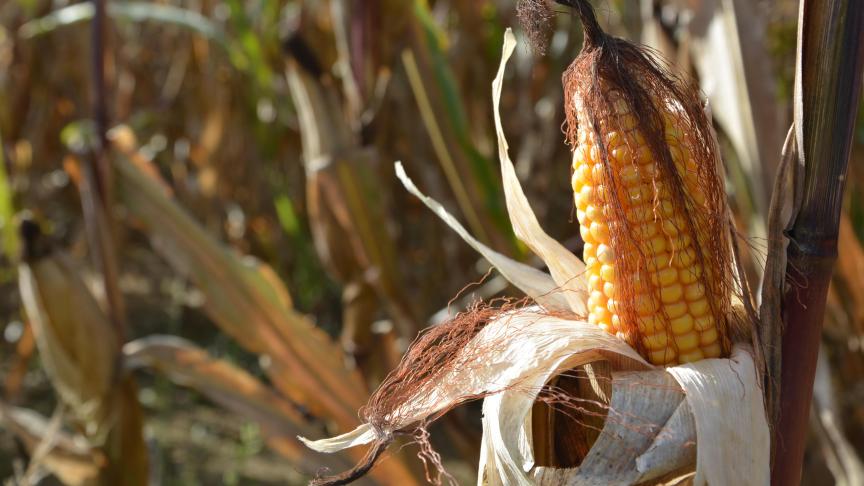 Seules de faibles évolutions de  la teneur en humidité sont attendues au-delà du 15 novembre.