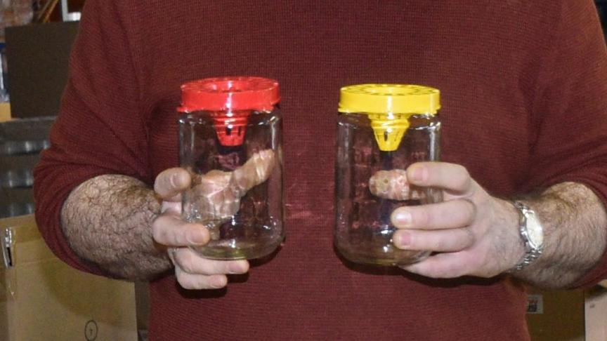 Plus de 6.500 pièges  ont été distribués  au printemps dernier. Il convient maintenant d’en accroître l’attractivité.