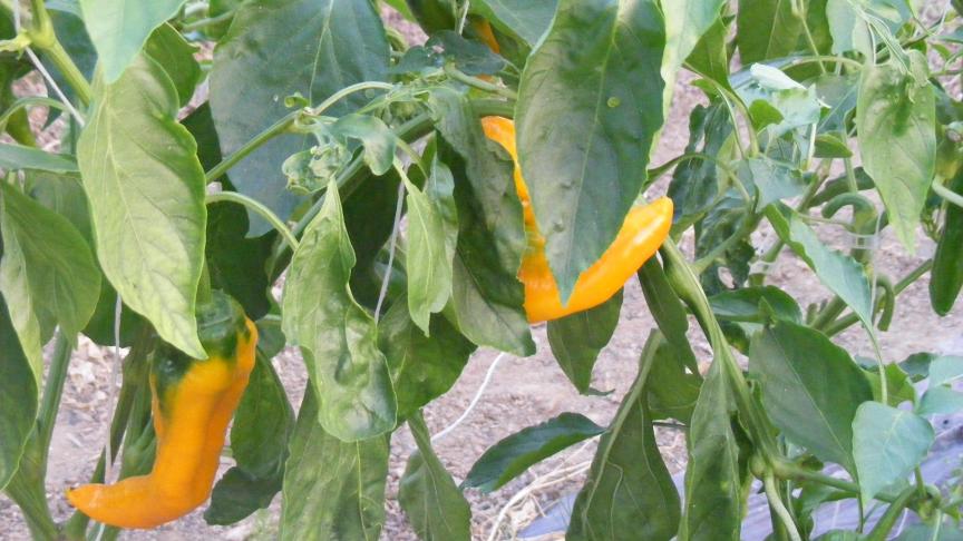 Il ne faut pas se fier uniquement à la couleur pour estimer la saveur piquante des piments.