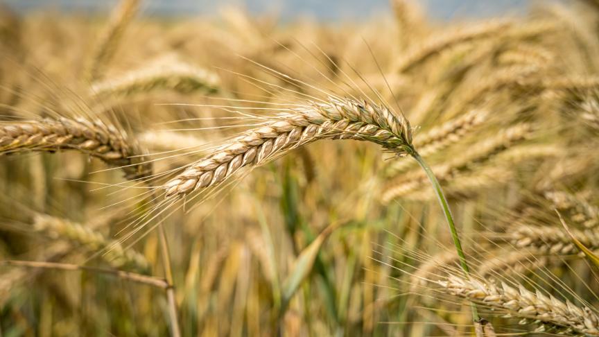 Employé principalement sur céréales (blé, orge, seigle), le flufénacet est devenu, au fil des ans, un herbicide très utilisé dans l’UE.