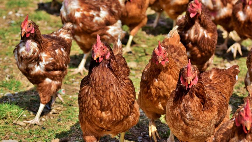 La mesure se veut préventive, dans un contexte où des infections ont été détectées dans des élevages aux Pays-Bas et en Allemagne.