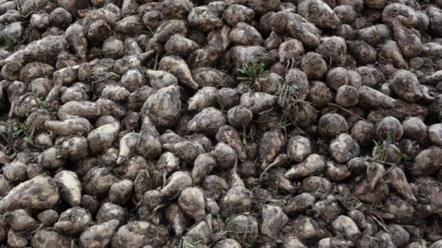 Concernant les betteraves, les agriculteurs ont enregistré une perte de rendement de 5% par rapport à l