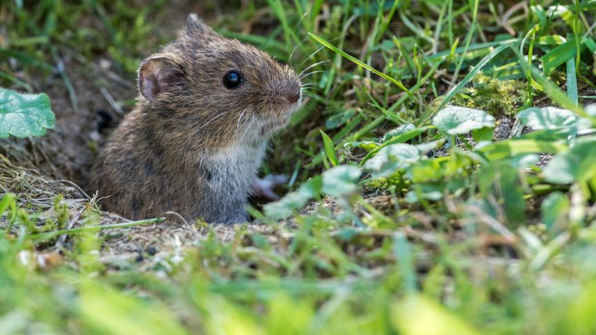 La présence de ce rongeurvarie selon les années : parfois discrète, sans signe de son passageet parfois marquée par des dégâts qui s’aggravent au fil des mois.