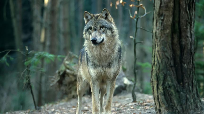 Selon les estimations,la population de loups dans l’UE a presque doublé en dix ans.