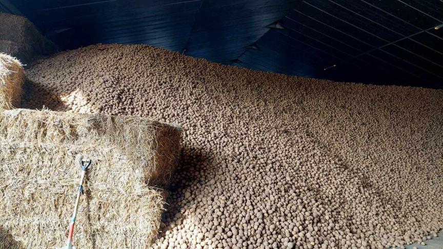 Toutes variétés confondues, les stocks belges de pommes de terre de conservation au 15 novembre  sont estimés à 3,27 Mt, soit 60.000t inférieurs à l’an dernier (3,33 Mt) et 60.000 t supérieurs  à la moyenne des 3 dernières années (3,21 Mt).