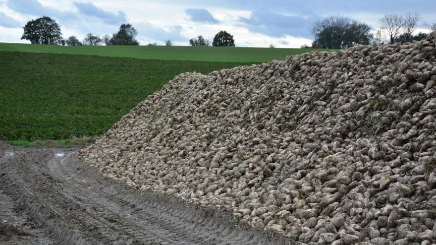 La valeur de production des betteraves sucrières afficherait, un net recul, évalué à-23,2%.