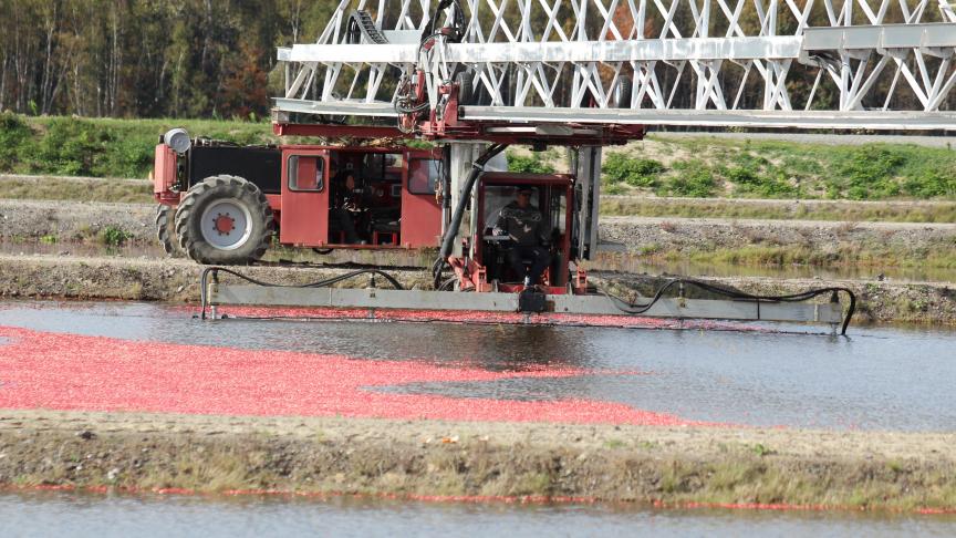 La récolte de la  canneberge repose  sur la flottaison des  fruits, après  inondation des  parcelles.