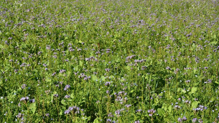 Afin de maximiser l’intérêt agronomique et environnemental des engrais vert, l’objectif est d’atteindre 2 à 3 t de MS/ha (ou un minimum de 1,5 t), ce qui représente au minimum un couvert à la hauteur du genou.
