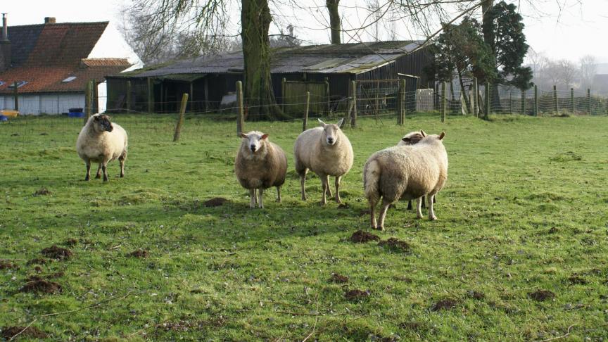 Connaître précisément le coût de  production d’un atelier ovin est un atout pour mieux gérer les ressources et augmenter les marges bénéficiaires.