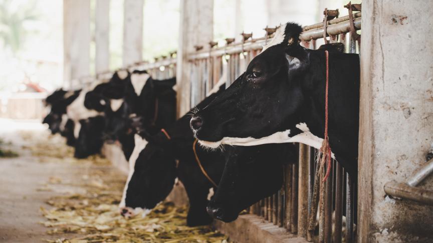Selon l’entreprise, en améliorant la santé de la mamelle, Titan contribue à augmenter la production et la qualité du lait, et favorise également le bien-être des animaux