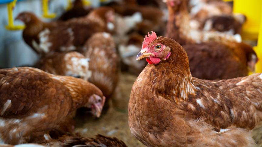 Excepté en Angleterre, aucune infection de grippe aviaire chez l’homme n’a été détectée en Europe.