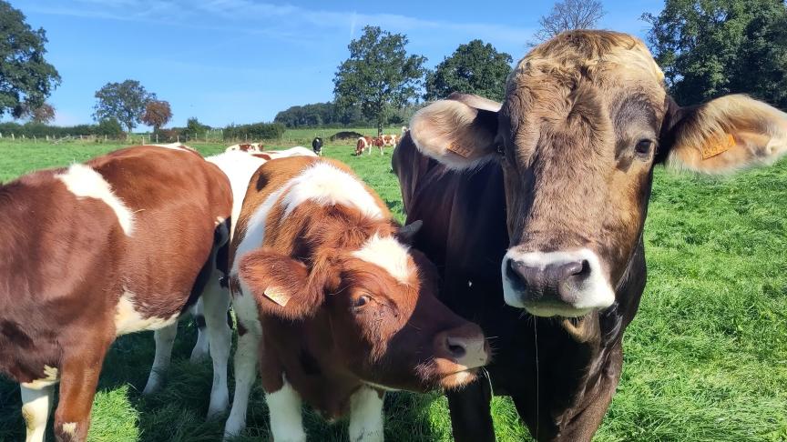 Le taux de réforme du troupeau est de 8%.La longévité des vaches demande d’élever moins de génisses pour lerenouvellement et permet d’être plus rentable.