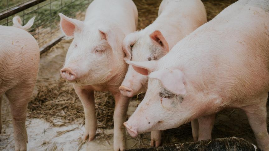 Après deux années difficiles, une amélioration de la rentabilité a été observée pour la viande porcine.