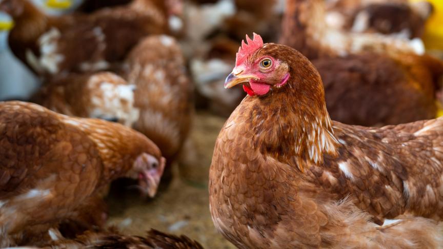Les poulets (25,8 millions) restent en tête.