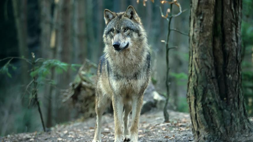 Le déclassement d’espèce «strictement protégée» à «protégée» aété convenu dans le cadre de la Convention de Berne relative à la conservation de la vie sauvage et du milieu naturel en Europe.