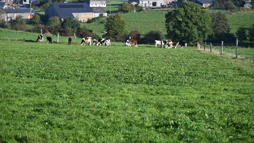 De manière optimale, les vaches laitières doivent changer de paddock après chaque traite et au minimum une fois par jour.