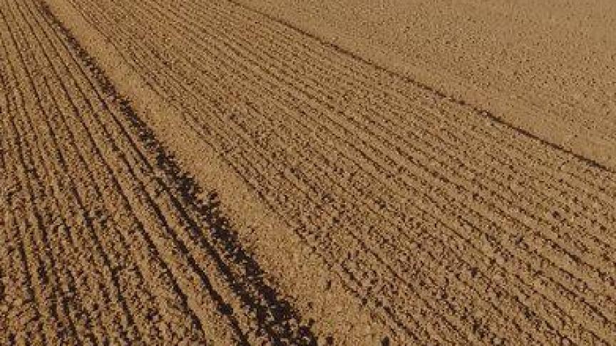 Pour les orges brassicoles, la date idéale de semis en Belgique se situe entre la mi-février et la mi-mars.