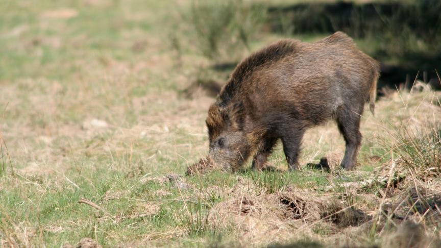 Le logiciel aide les experts agronomes à estimer au plus juste le montant des dégâts de la faune sauvage.