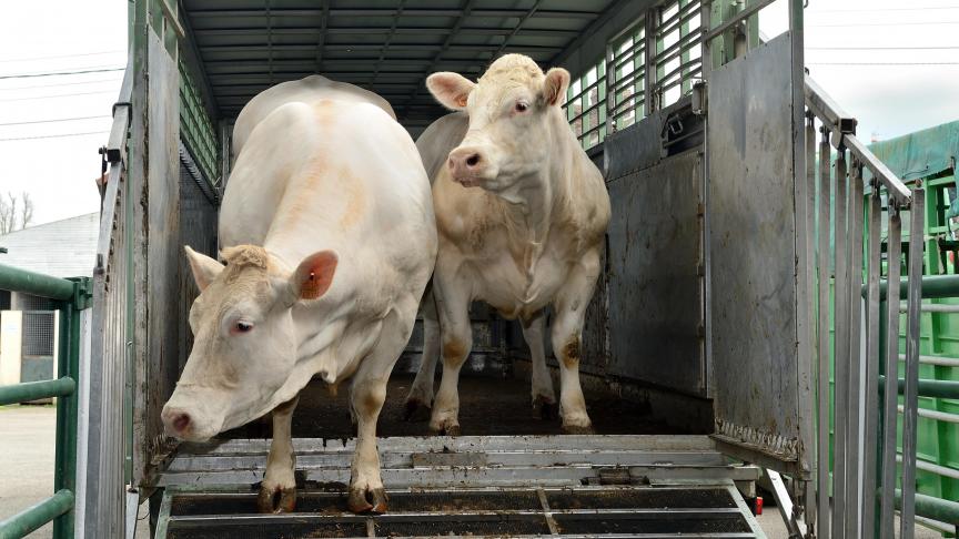 Seules les vaccinations administrées par un vétérinaire peuvent faire l’objet d’une certification zoosanitaire pour l’exportation de bovins vivants.