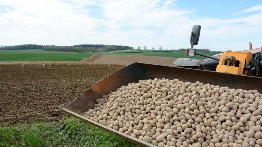 Selon Belpotato.be, certains producteurs voient leurs contrats être réduits  de 10 ou 20 %.