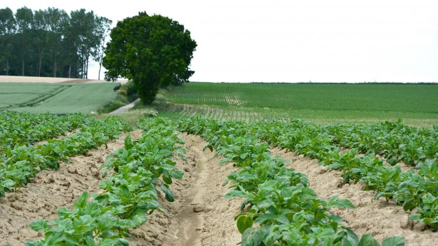 Au départ, 30 gènes de résistance au mildiou étaient connus, mais seuls onze d’entre eux étaient bien  distincts. Depuis lors, au moins cinq gènes ont été contournés. Il en reste donc six, sept si le nouveau gène Rpi-amr1 est compté.