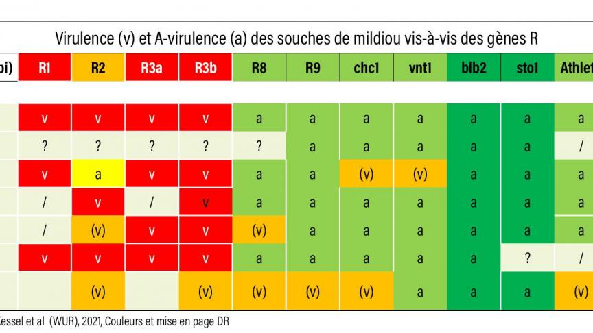 10-Virulence (v) et A-virulence (a) des souches de mildiou vis-à-vis des gèn