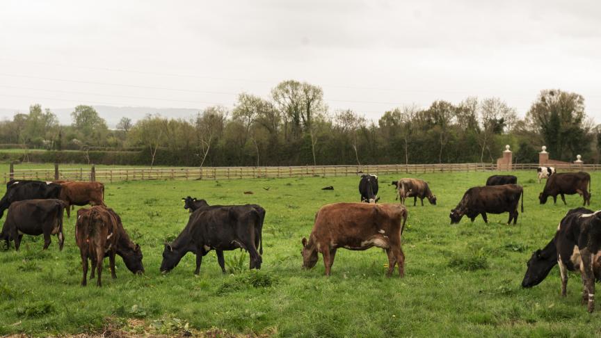 cows-grazing-nature