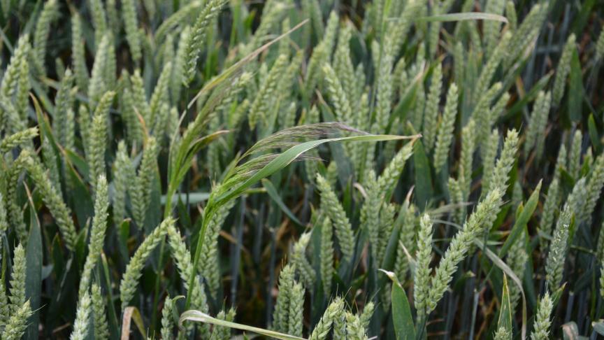 En Belgique, le vulpin et le jouet du vent sont les mauvaises herbes susceptibles de poser le plus de problèmes aux céréaliers.