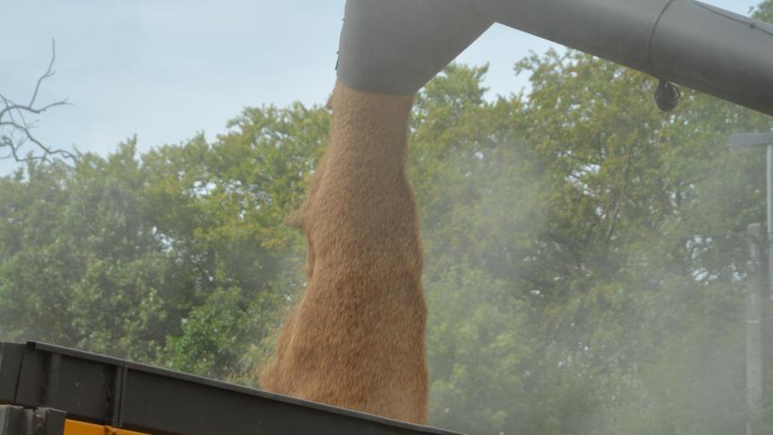 La production  mondiale de blé  devrait  approcher  800 millions  de tonnes.