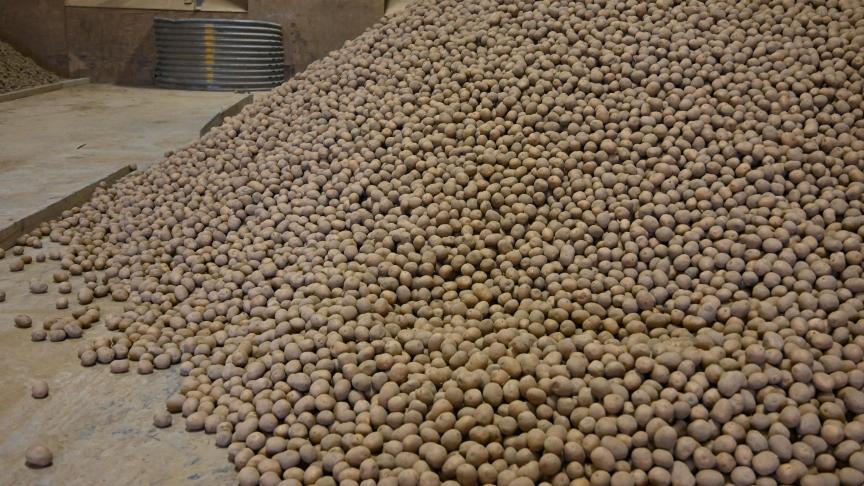 Afin de garantir le séchage et la cicatrisation rapide, il est idéal de vider les big-bags ou d’étaler les plants.