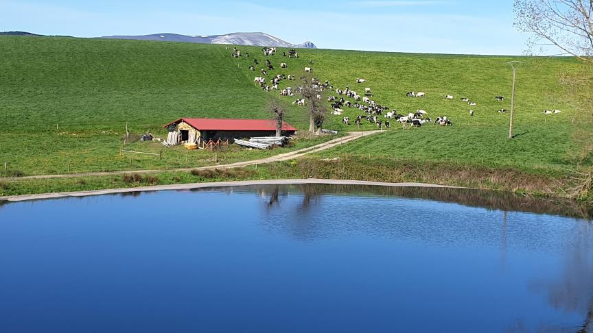 Dans la ferme espagnole, durant la saison estivale, le pâturage représente environ 15 % de l’ingestion quotidienne.