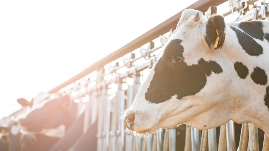 Plusieurs organisations soulignent l’importance des protéines animales pour nourrir l’Europe.
