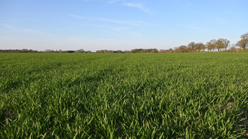 Les pertes de rendement, évaluées par les essais des années précédentes, constituent un bon indicateur de risques qui peut aider l’agriculteur dans le choix de son niveau de protection.