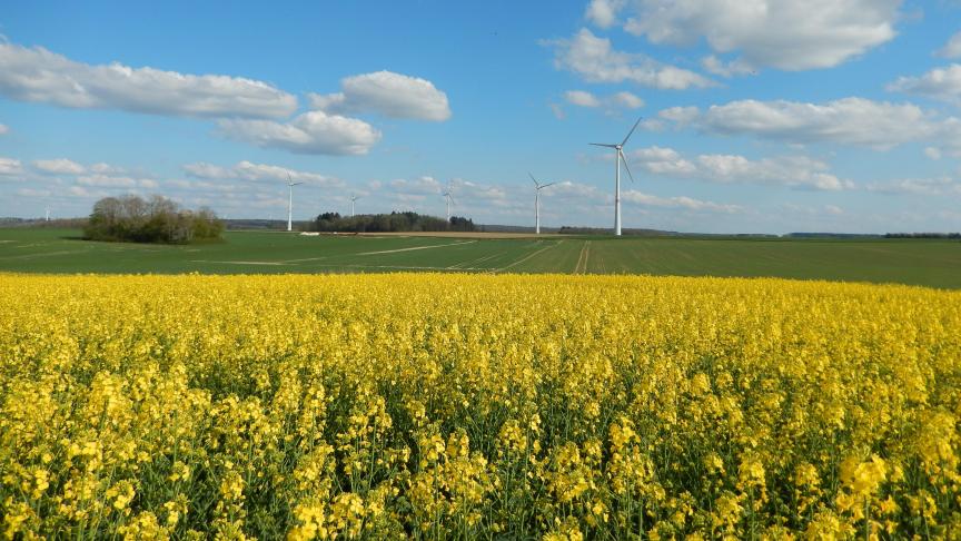 Pour s’alimenter, le charançon des siliques fore des trous dans les jeunes siliques. La cécidomyie des siliques va profiter de ces trous pour y pondre des œufs qui vont évoluer en larves et provoquer l’éclatement des siliques avant la récolte.