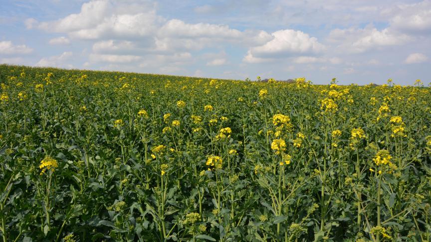 Il est important de rappeler que la loi sur le bail à ferme s’applique d’autorité même si un contrat contraire à la loi a été signé.