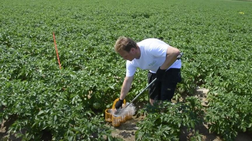 Réaliser des prélèvements dans la butte en période de développement de la culture permet d’ajuster au mieux  la fertilisation.