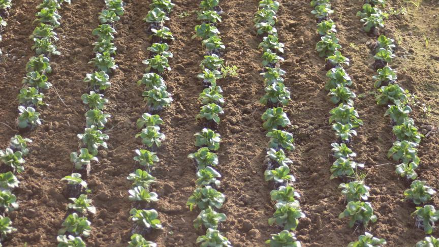 De nombreuses espèces peuvent être semées en place ou en pépinière, puis repiquées. Le repiquage économise de la surface en raccourcissant le temps d’occupation du sol, facilite la maîtrise de l’enherbement et valorise les espaces protégés. En revanche, il coûte en terreau et peut compromettre la reprise en cas de manque d'eau ou de temps très sec.