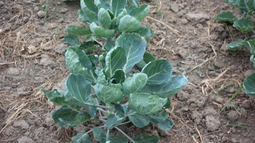 Les feuilles qui prennent une forme de cuillère est un signal d'alarme qu'il convient de prendre au sérieux.