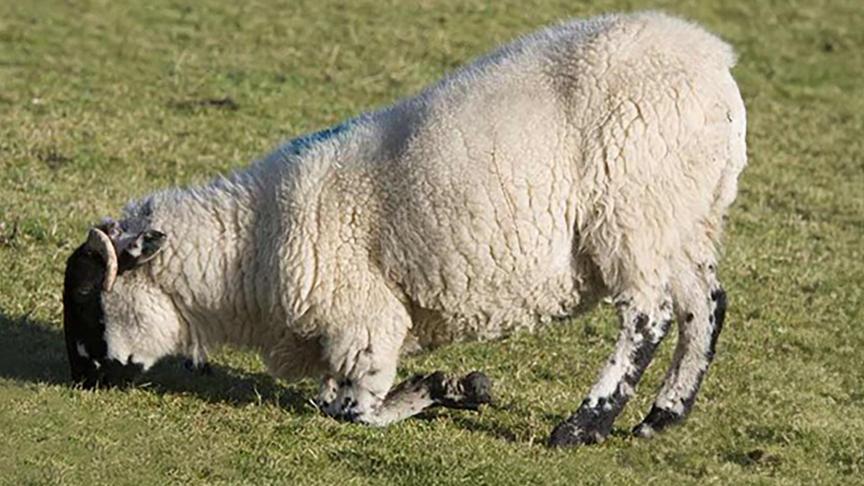 La douleur causée par l’une de ces affections de pied peut modifier le comportement de l’animal qui, par exemple, se déplace sur les genoux.