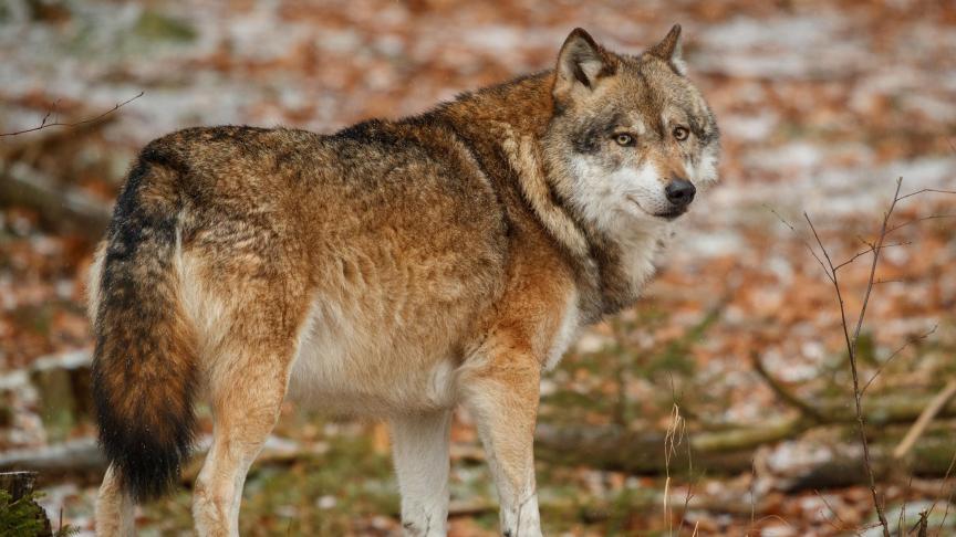Le changement de statut ne signifie pas qu'il y aura une obligation de réduire le nombre de loups.
