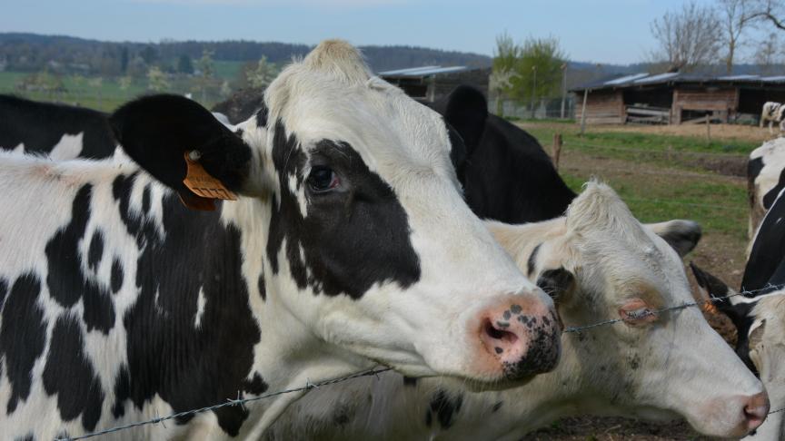 Du côté des produits laitiers, la hausse est imputable aux prix du beurre, qui ont atteint un niveau record.