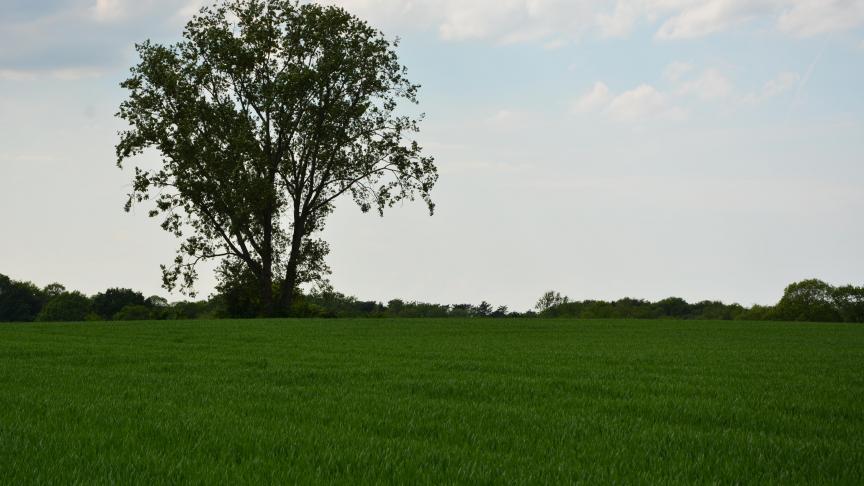 En l’absence de symptômes, le traitement peut être repoussé jusqu’à l’épiaison. Restez vigilants : les rouilles peuvent profiter des conditions actuelles (chaleur et humidité relative nocturne) pour se développer rapidement.
