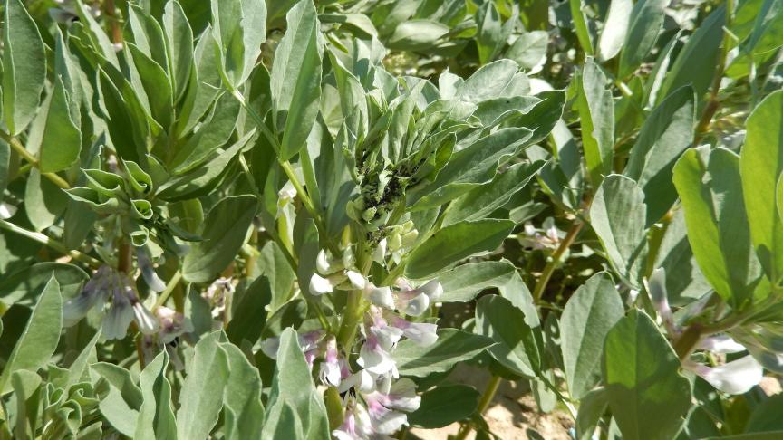 Avant d’intervenir chimiquement, il convient d’évaluer la présence des auxiliaires comme les coccinelles ou les syrphes. Il est indispensable de protéger les insectes butineurs.