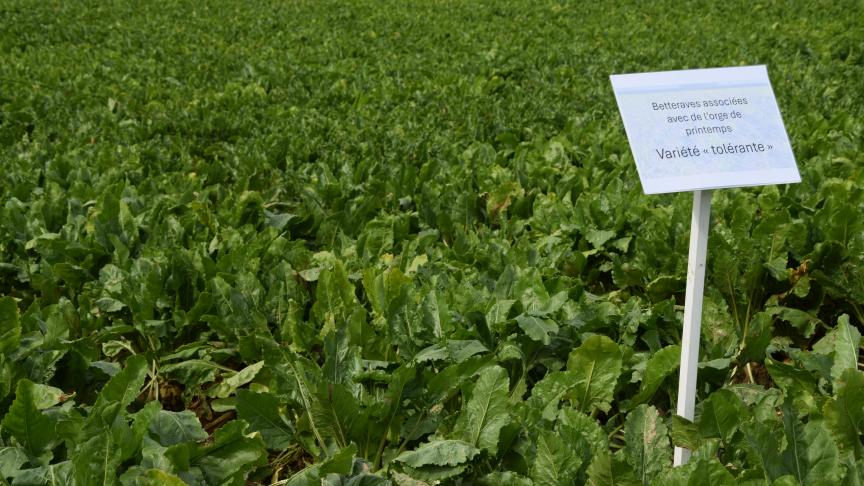 Plusieurs hypothèses sont émises quant à l’effet de la plante compagne. On parle notamment de camouflage qui empêche le puceron de trouver la betterave ou encore de confusion visuelle ou olfactive.