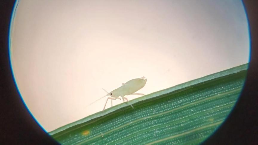 Il reste néanmoins utile de surveiller vos parcelles à l’approche de l’épiaison afin d’évaluer le risque car les infestations peuvent être très locales.
