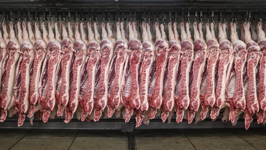 Westvlees a intégré l’IA dès l’arrivée des animaux sur le site, jusqu’à leur abattage.