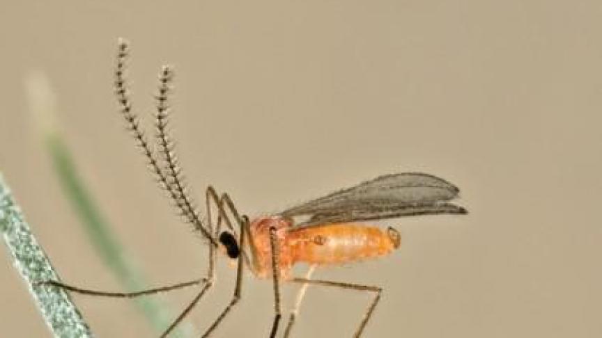 La cécidomyie orange est un ravageur du froment qui provoque seulement des dégâts lors de la coïncidence de l’épiaison et la présence de femelles prêtes à pondre.