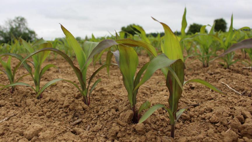 Par la production de Dimboa, les populations de pucerons ne peuvent se développer sur les maïs de moins de 4 à 5 feuilles.