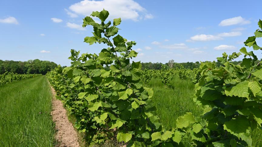 Quatre années sont nécessaire au noisetier avant la première récolte et la pleine production est seulement atteinte en septième année. Un verger peut produire durant environ 30 ans.